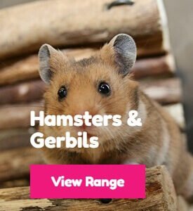 Hamsters | Gerbils