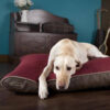 Hilton Orthopaedic Mattress Burgundy Dog Bed